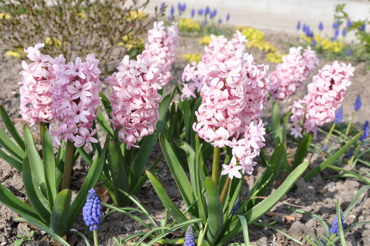 Frdalssvinget maj 2013