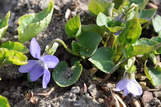 Frdalssvinget maj 2013