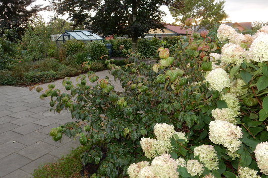 Frdalssvinget oktober 2015