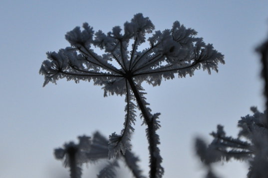 Frdalssvinget januar 2016