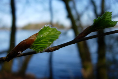 Silkeborg-Slens