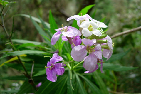 Madeiras Blomster