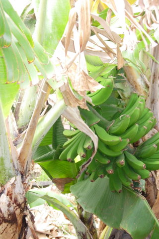 Madeiras Blomster