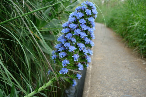 Madeiras Blomster